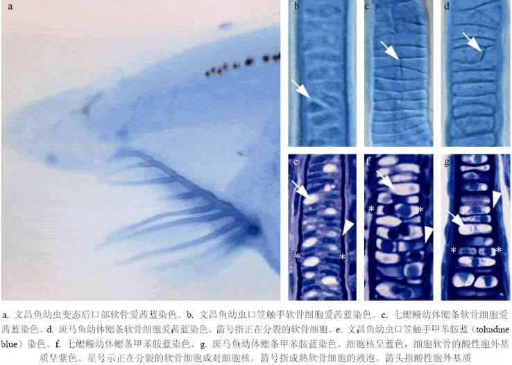 脊椎动物祖先的活化石文昌鱼