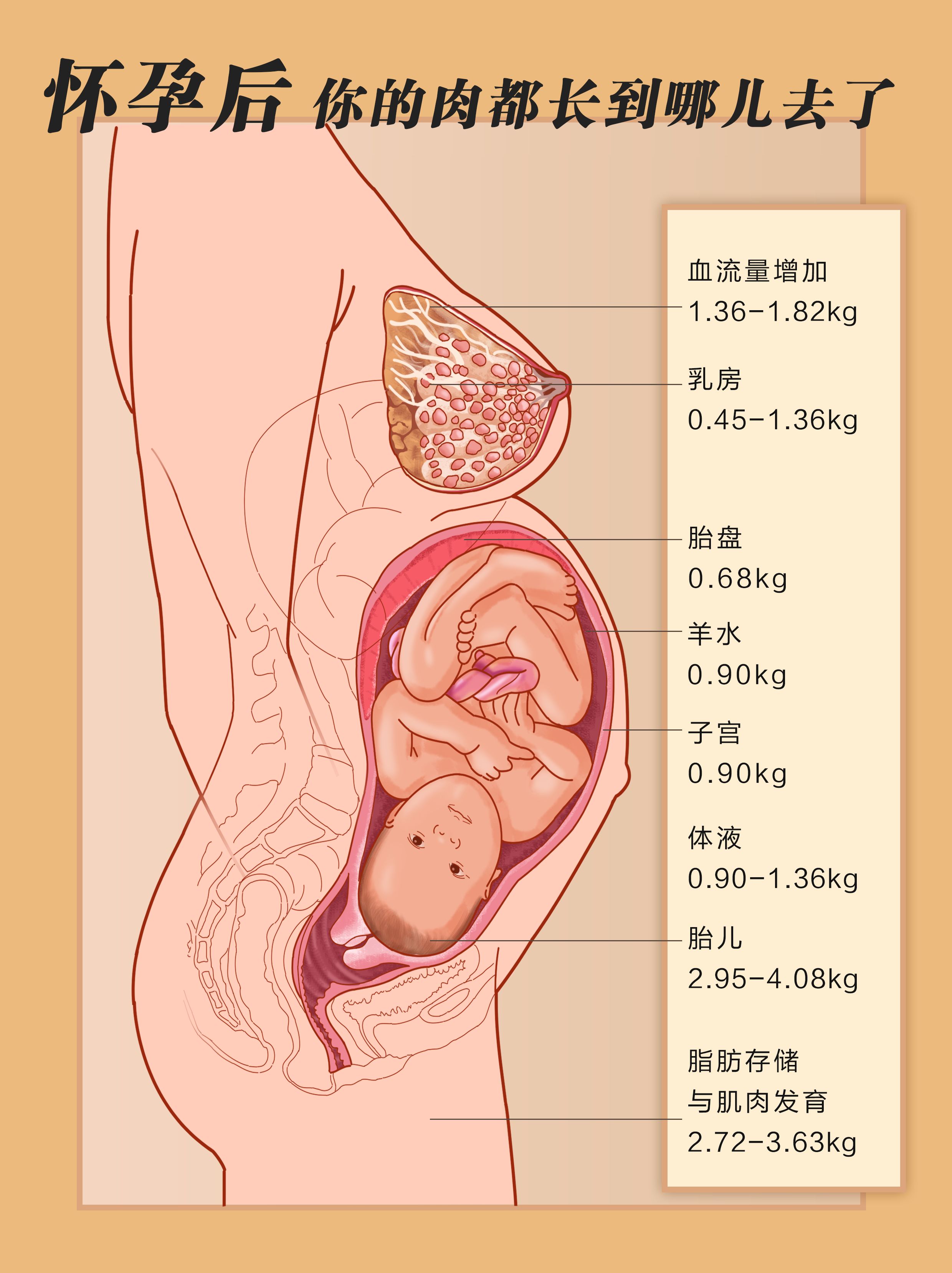 孕期女人平均增重20斤,宝宝平均才5斤,剩下的肉长在哪儿?