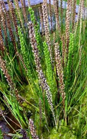 35种水生植物科普 - 次生壁 - 生物专人的博客 35种水生植物科普 - 次生壁 - 生物专人的博客
