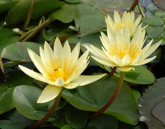 35种水生植物科普 - 次生壁 - 生物专人的博客 35种水生植物科普 - 次生壁 - 生物专人的博客