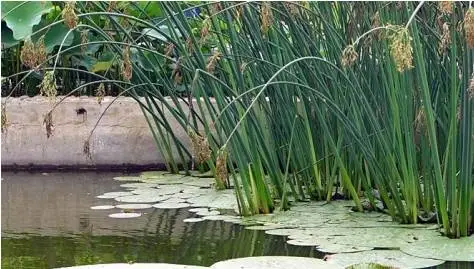 35种水生植物科普 - 次生壁 - 生物专人的博客 35种水生植物科普 - 次生壁 - 生物专人的博客