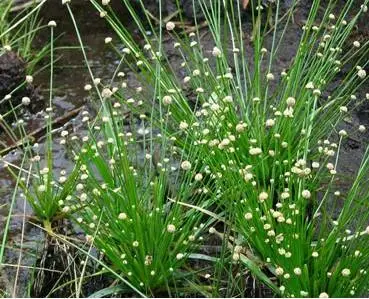 35种水生植物科普 - 次生壁 - 生物专人的博客 35种水生植物科普 - 次生壁 - 生物专人的博客