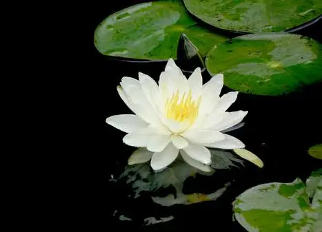35种水生植物科普 - 次生壁 - 生物专人的博客 35种水生植物科普 - 次生壁 - 生物专人的博客