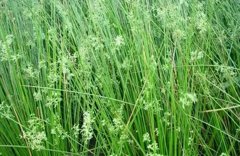 35种水生植物科普 - 次生壁 - 生物专人的博客 35种水生植物科普 - 次生壁 - 生物专人的博客