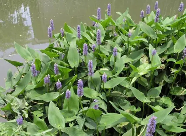 35种水生植物科普 - 次生壁 - 生物专人的博客 35种水生植物科普 - 次生壁 - 生物专人的博客