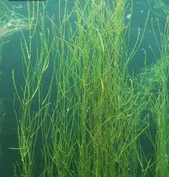 35种水生植物科普 - 次生壁 - 生物专人的博客 35种水生植物科普 - 次生壁 - 生物专人的博客