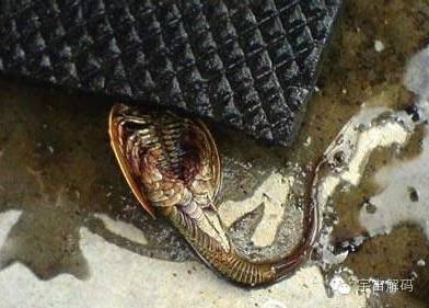 世界奇怪生物_世间奇怪生物_奇怪世间生物有哪些