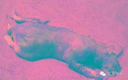 世界奇怪生物_世间奇怪生物_奇怪世间生物有哪些