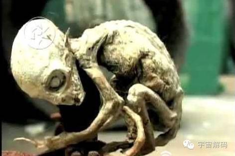 世界奇怪生物_世间奇怪生物_奇怪世间生物有哪些