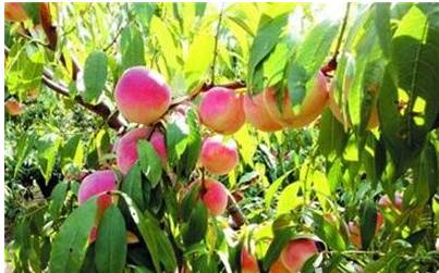 青岛北部医疗中心正式获批 2018年底竣工