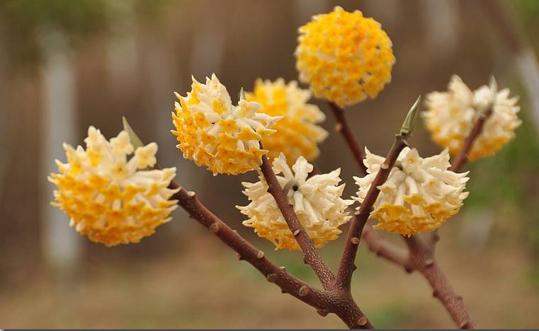 落叶红什么意思_红叶李是常绿还是落叶_落叶红是什么