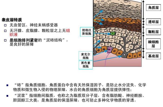 皮肤的最外层为 表皮,平均厚度是0.07-2.