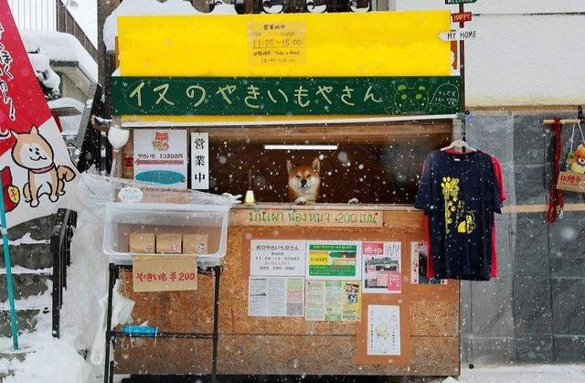 北海道那只卖红薯的柴犬，他走了……