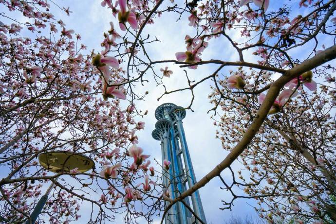 白碧桃图片_白碧桃_白碧桃花是什么游戏