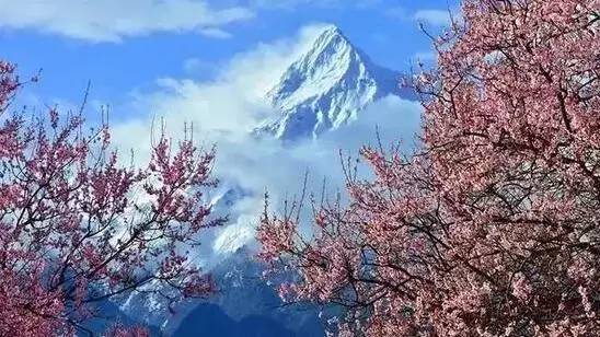 白碧桃_白碧桃花是什么游戏_白碧桃图片