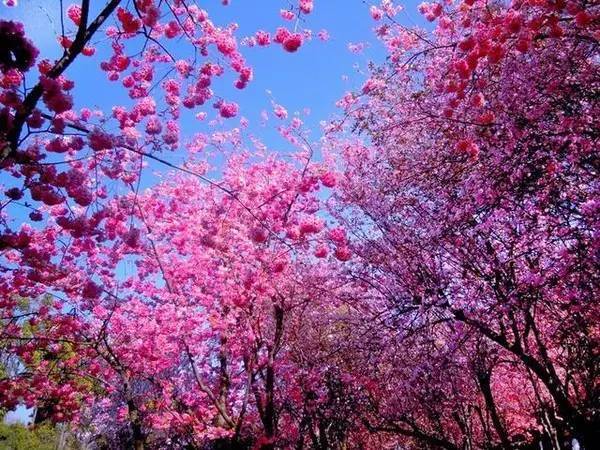 白碧桃图片_白碧桃花是什么游戏_白碧桃