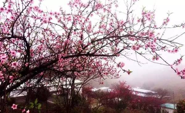 白碧桃花是什么游戏_白碧桃图片_白碧桃