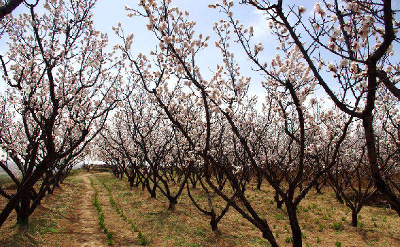 白碧桃花是什么游戏_白碧桃_白碧桃图片