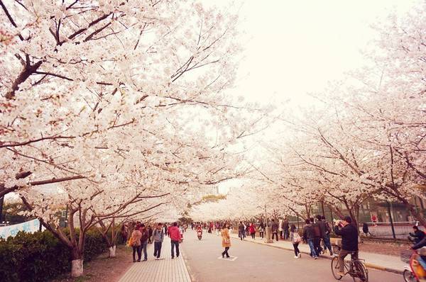 白碧桃_白碧桃花是什么游戏_白碧桃图片