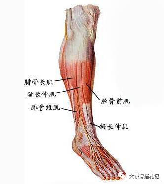 xo型腿的人站立时小腿肌肉容易紧张,胫骨前肌力量不足,只能由小腿内侧