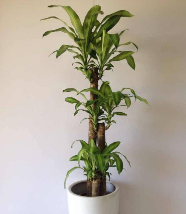 加湿效果:巴西木叶子肥大,能够从叶片中蒸发出较多水分,可以有效提高