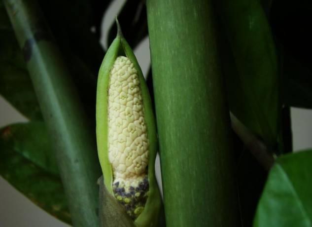 4 金钱树 1,金钱树开花,是生命不息