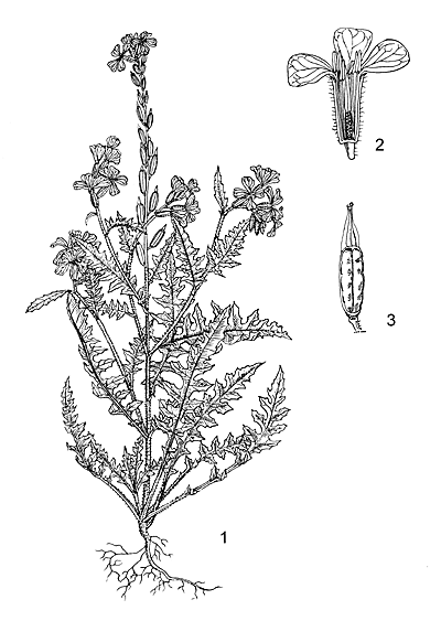 芝麻菜植株和花果的手绘.