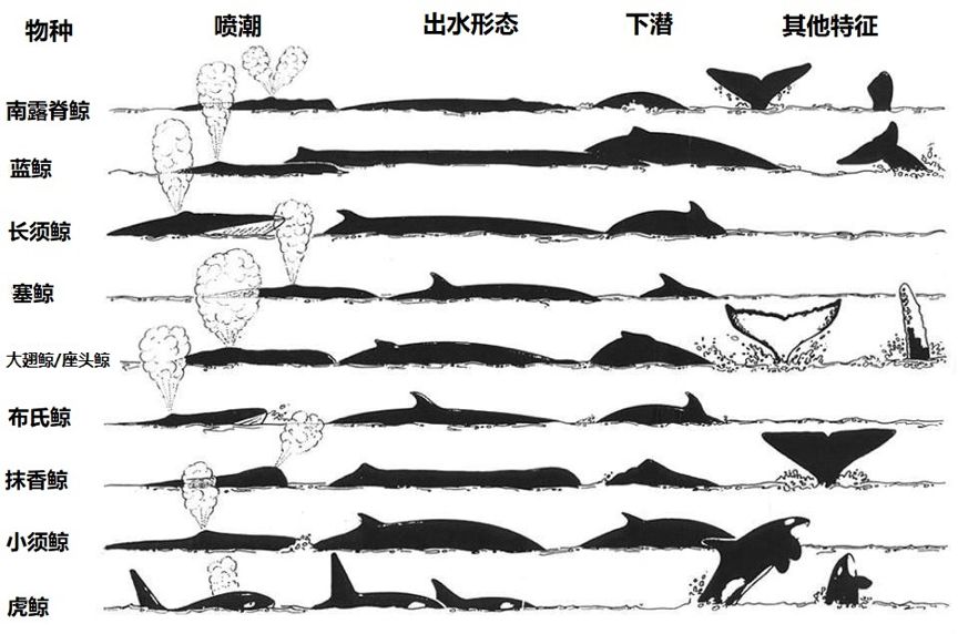 一群人坐着小船围观鲸鱼鲸鱼不烦吗