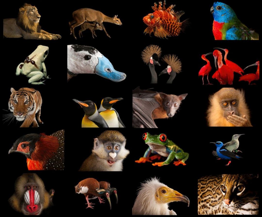 现在,国家地理从影像方舟作品中甄选了300种动物,收录进了这本《珍稀