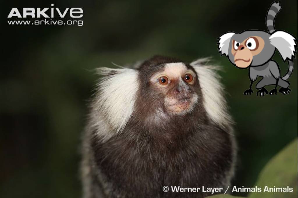 狨猴(emperor tamarin,和《里约大冒险》中发型奇特的普通狨(common