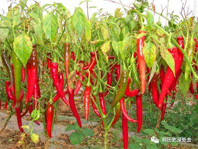 西红柿传入中国的朝代_西红柿什么时候传入中国_西红柿来到中国多少年了