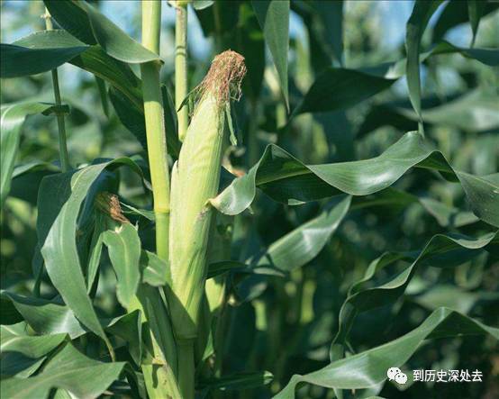 西红柿什么时候传入中国_西红柿传入中国的朝代_西红柿来到中国多少年了