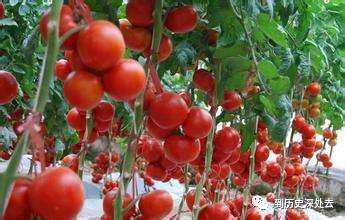 西红柿传入中国的朝代_西红柿什么时候传入中国_西红柿来到中国多少年了