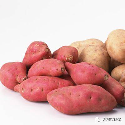 西红柿传入中国的朝代_西红柿什么时候传入中国_西红柿来到中国多少年了