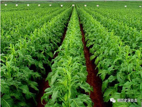 西红柿什么时候传入中国_西红柿来到中国多少年了_西红柿传入中国的朝代