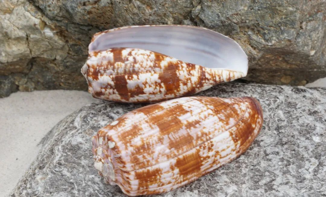 Conus Geographus - Buy Shells Online - Shell Paradise