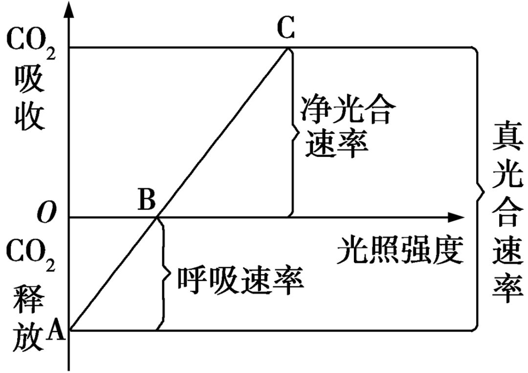 净光合速率表示方式_总光合速率和净光合速率_净光合速率和真光合速率