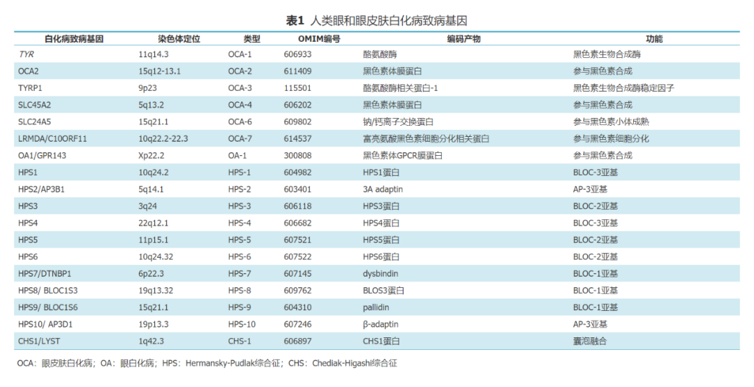 小白鼠是白化病老鼠吗_白兔是白化病吗_白化病是一种什么病