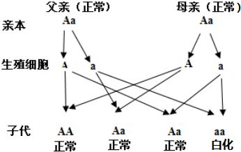 小白鼠是白化病老鼠吗_白化病是一种什么病_白兔是白化病吗