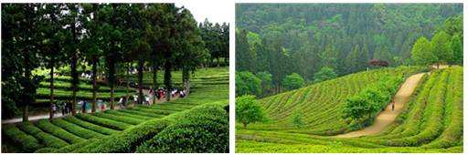 韩国代表景点—宝城绿茶园 大韩茶园