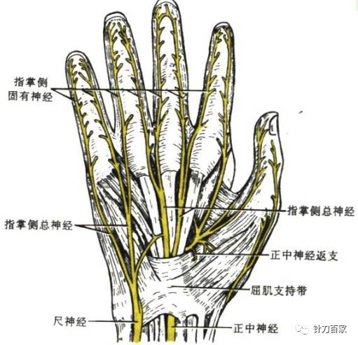 针刀百家李炀 馆藏分类正中神经的走行:自臂丛内外侧束发出后沿肱动脉