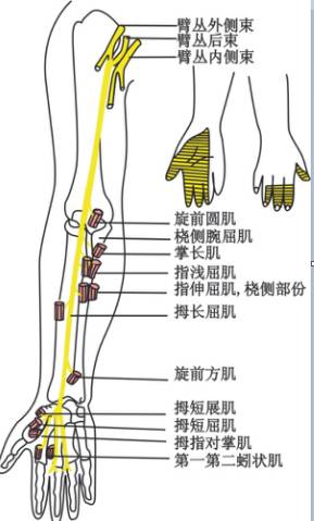 解剖正中神经——上肢疾病针刀诊疗