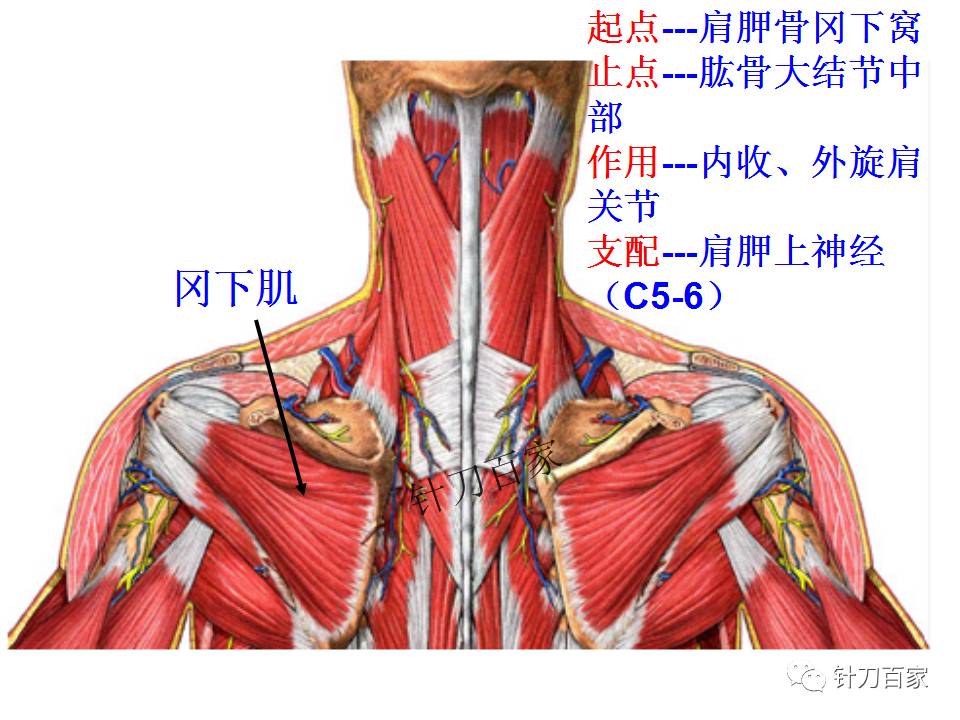 颈椎分层解剖(后面观)