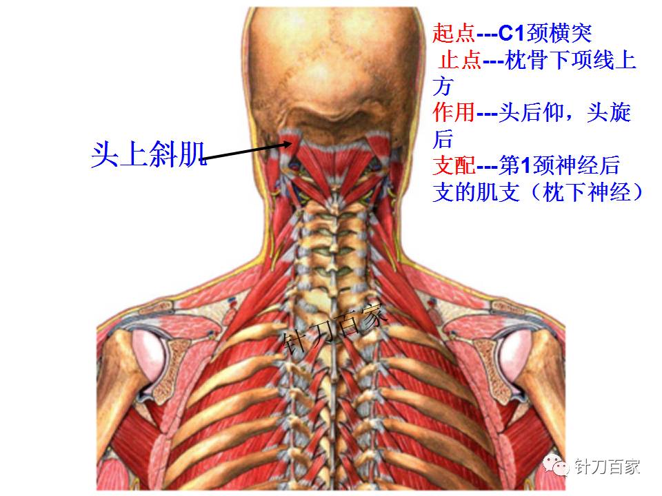 颈椎分层解剖(后面观)