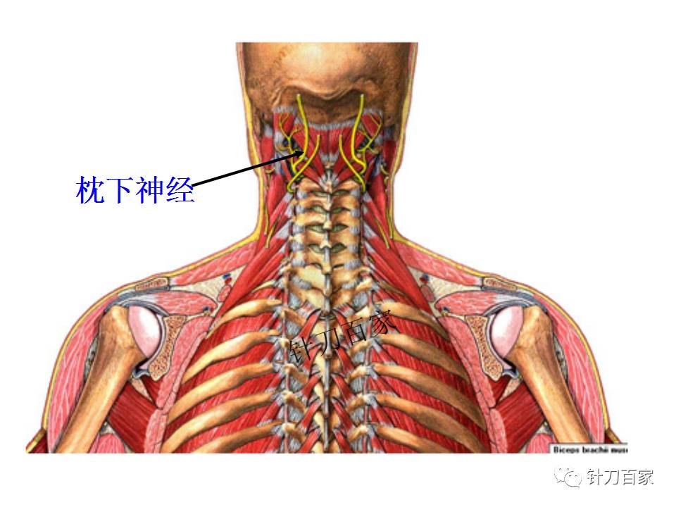 颈椎分层解剖(后面观)