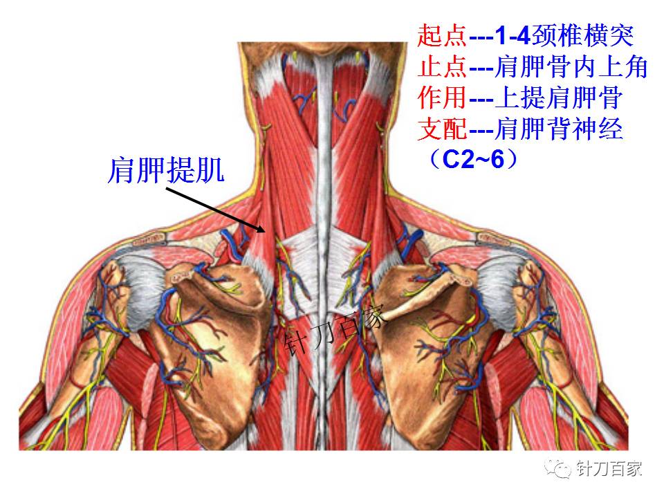 颈椎分层解剖(后面观)