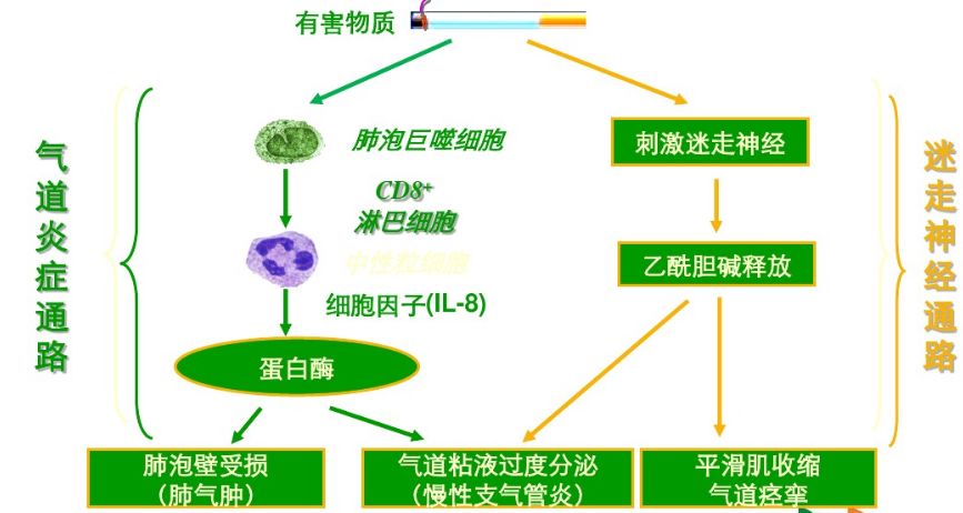 copd发病机制