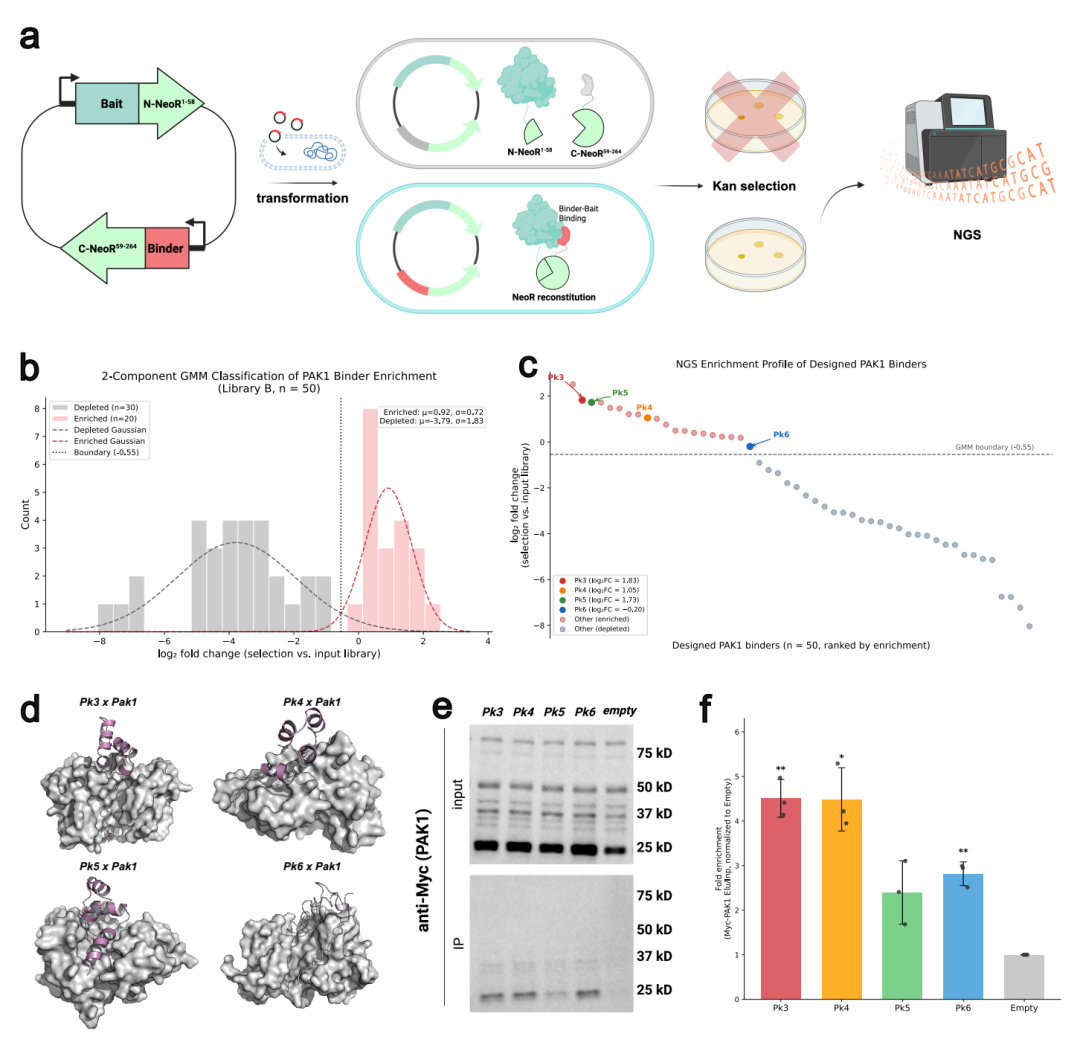 PAK1 结合物的筛选与验证