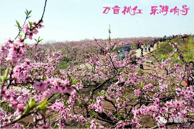 三生三世,十里桃花~肥东响导乡首届桃花节本周六与您相约!