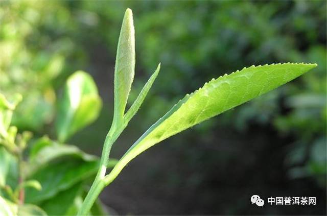 黄茶_美思康宸溪皇薏湿茶溪黄薏湿茶_黄花黄,茶花香